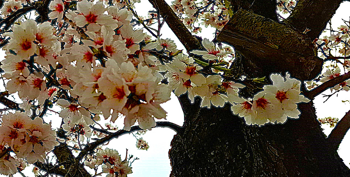 Fleurs d'amandier